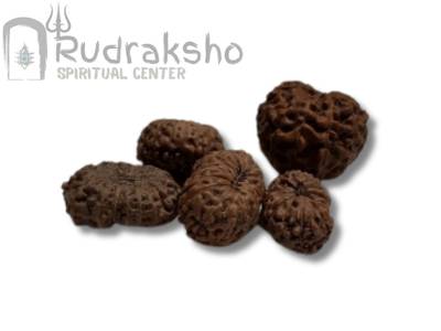 15 Mukhi Rudraksha from Indonesia